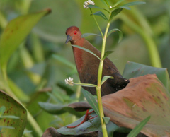 Ruddy Crake